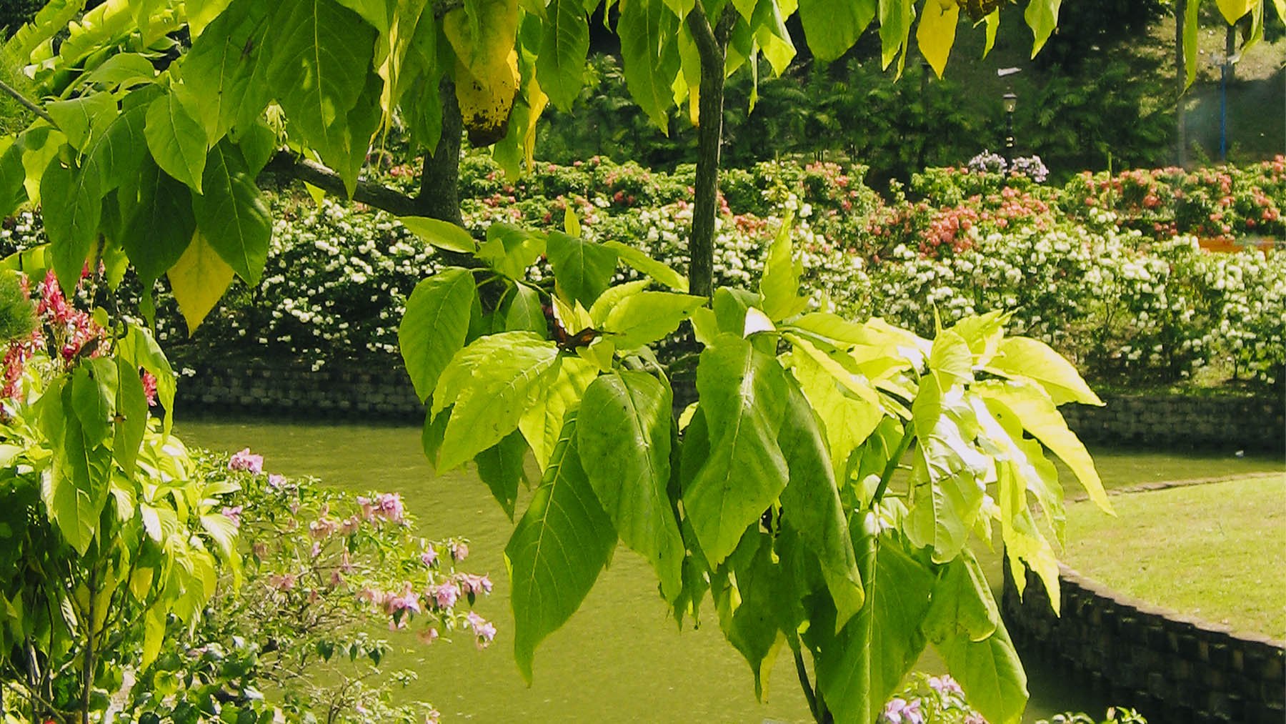 Pisonia grandis en un parque urbano en Malasia. Foto:  Yosri en Wikimedia Commons.
