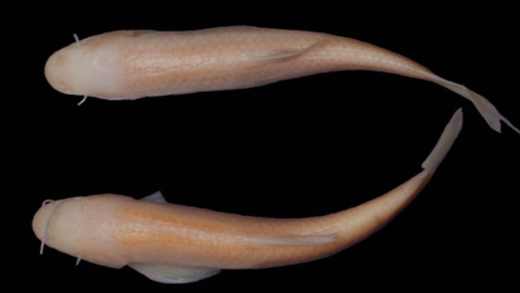 Garra cavernicola. Imagen: Jörg Freyhof.